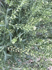 Lepidium apetalum