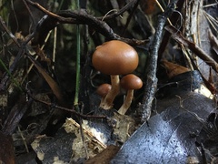 Galerina patagonica