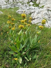 Gentiana lutea lutea