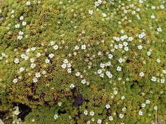Phyllachne clavigera