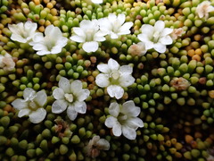 Phyllachne clavigera