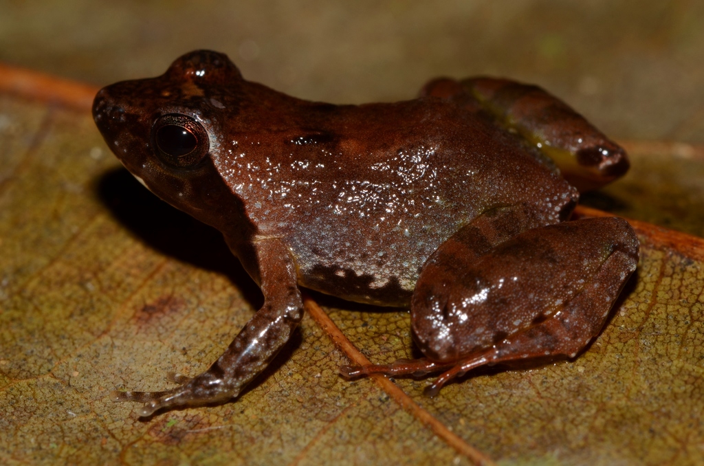 Horst's Puddle Frog