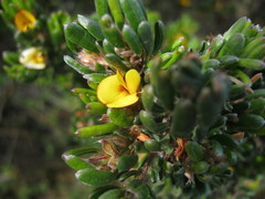 Pultenaea canaliculata