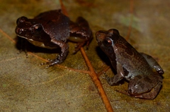 Phrynobatrachus horsti