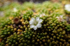 Phyllachne clavigera
