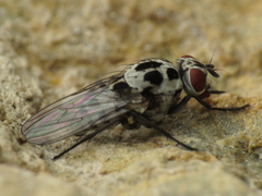 Anthomyia pluvialis