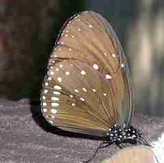 Euploea sylvester