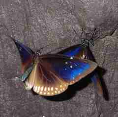 Euploea sylvester