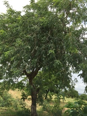 Sclerocarya birrea
