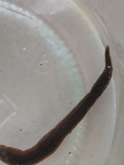 Haemopidae