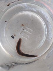 Haemopidae