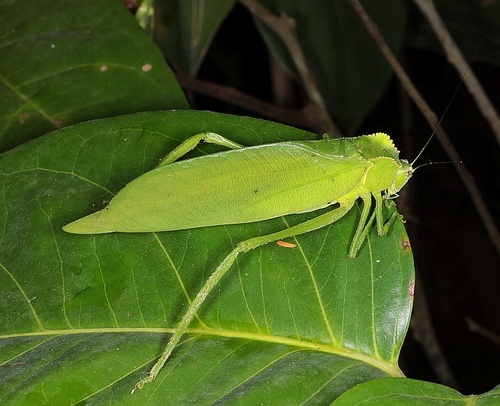 La Sauterelle feuille de citron
