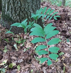 Polygonatum multiflorum