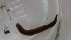 Haemopidae