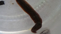 Haemopidae