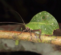 Typophyllum mortuifolium