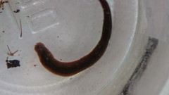 Haemopidae