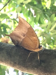 Charaxes varanes