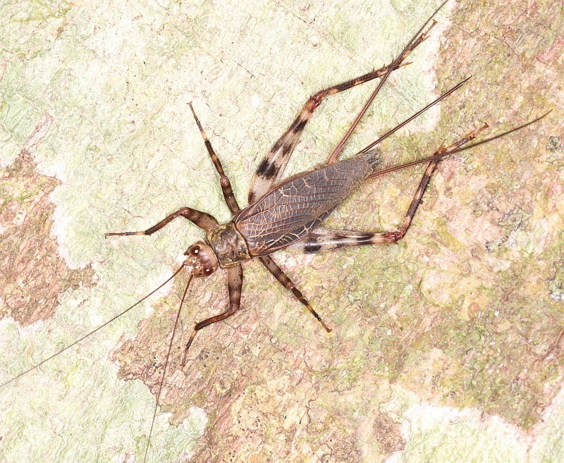 Paragryllina