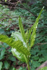 Rumex obtusifolius