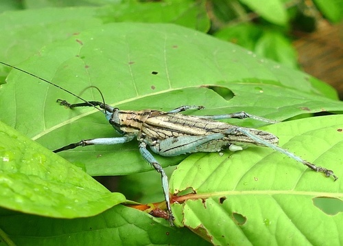 Ancistrocercus excelsior