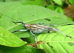 Ancistrocercus excelsior