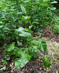 Rumex obtusifolius