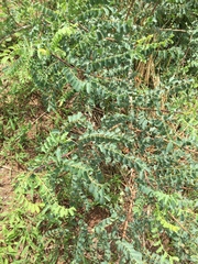 Sclerocarya birrea
