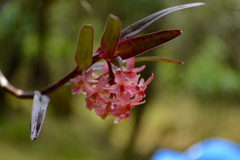 Epidendrum oxysepalum
