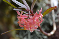 Epidendrum oxysepalum