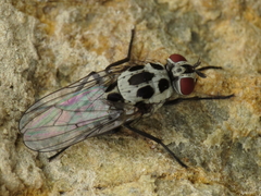 Anthomyia pluvialis