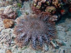 Acanthaster