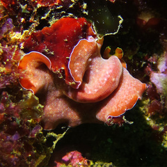 Yungia aurantiaca