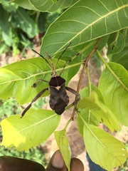 Petascelis