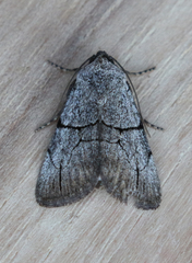 Sympistis greyi