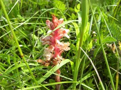 Orobanche kochii