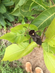 Petascelis