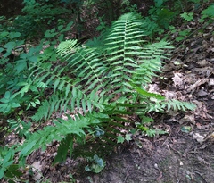 Dryopteris filix-mas