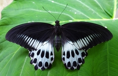 Papilio polymnestor