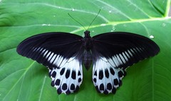 Papilio polymnestor
