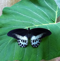 Papilio polymnestor