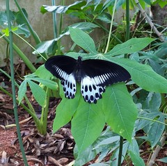 Papilio polymnestor