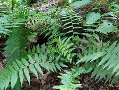Dryopteris filix-mas