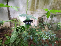 Papilio polymnestor