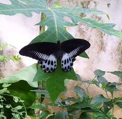 Papilio polymnestor