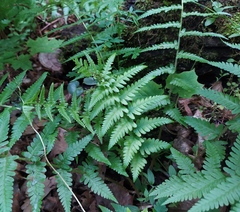 Dryopteris filix-mas