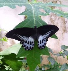Papilio polymnestor