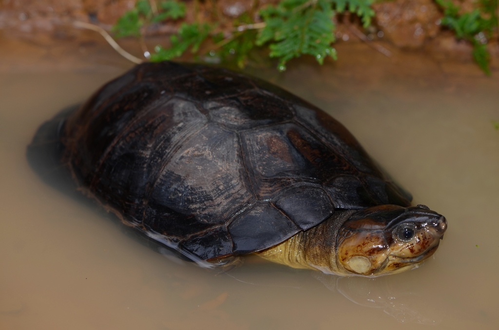 Gabon hinged terrapin from Mayoko, CG-NI, CG on September 25, 2012 at ...