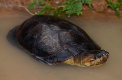 African Forest Turtle photo 1