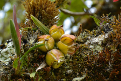 Epidendrum oxysepalum
